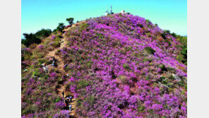 밀양시 ‘종남산 진달래 축제’ 4년만에 개막 