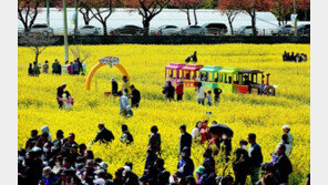 삼척 맹방유채꽃축제장서 봄기운 만끽 