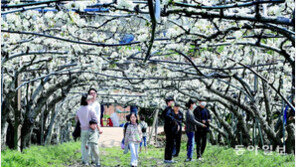 활짝 핀 배꽃 터널 아래로 