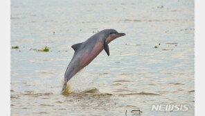 日 해안서 돌고래 15마리 떼죽음…“설마 대지진 또?”