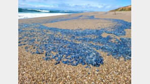“만지면 안돼”…美 해변 뒤덮은 푸른색 생명체 정체는?