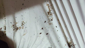 모텔 침대에 진드기·빈대 ‘우글’…투숙객 “가려워서 응급실行” 주장