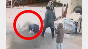 염소 죽인 개, 동네 노인도 물어…견주 “300만 원 합의”