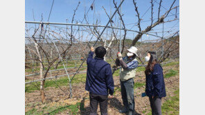 “날씨가 왜 이래?” 이상고온에 한파까지…냉해 속출