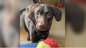 “손발 벌벌 떨던” 알코올 중독 ‘개’…기적적으로 회복