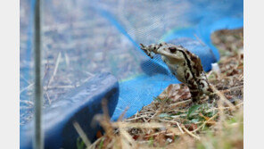 수문 개방해 두꺼비 99.9% 말려 죽였다…수리계 대표 벌금형