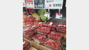 농식품부 “식중독 증상 방울토마토 재배 20개 농가 전량 폐기”