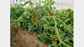 “방울토마토 다른품종은 문제 없는데”…식중독 사태에 부여 농가 직격탄