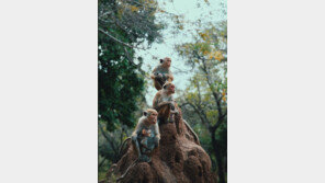 스리랑카, 원숭이 10만마리 中수출 추진…환경단체 “식용 우려”