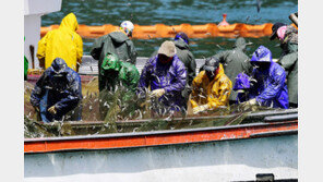 제철 맞은 남해 멸치잡이