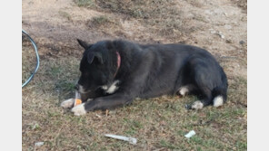 강릉 산불 소방관들, 꽉 묶인 동물들 ‘목줄’도 끊어줬다