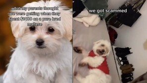 180만원에 분양받은 ‘순혈 말티즈’…다 키웠더니 덩치 큰 ‘똥개’