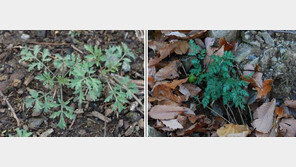 쑥인 줄 알았는데 ‘독초’…산나물 채취 주의