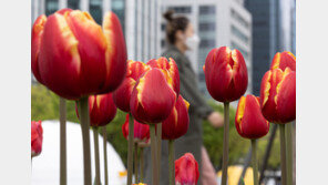 [날씨] 토요일까지 최대 40㎜ 비…잠시 그쳤다 일요일 다시