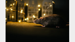 “쥐 잡으면 연봉 2억” 뉴욕, 최초의 ‘쥐 퇴치 전문가’ 임명