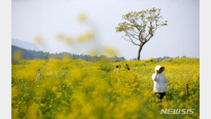 벚꽃가고 유채·청보리·튤립 왔다…전국이 꽃축제