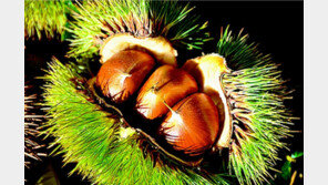 2000년 역사의 공주알밤, 다양한 가공식품으로 재탄생