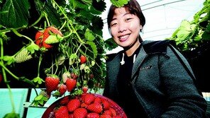딸기로 연 1100억 원 매출… 산청군 효자 작물 