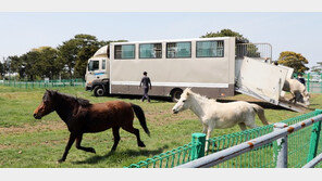 천연기념물 ‘제주馬’ 73마리, 한라산 중턱으로 이사한다