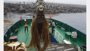 중국서 유입되는 ‘바다 불청객’ 괭생이모자반서 ‘노화 방지’ 성분 발견