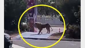 中 서커스단에서 ‘사자’ 탈출하자 시민들 혼비백산 [영상]