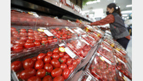 “방울토마토 생산 시기에…” 가격 폭락에 춘천 농가 ‘울상’