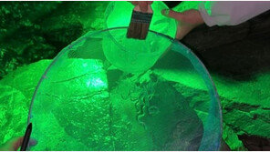 실뱀장어 불법 포획한 6명…허용되지 않은 ‘이 도구’ 썼다