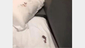 中호텔 베개 아래서 ‘찍찍’…갓 태어난 쥐 6마리와 핏자국