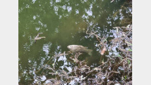 광주 풍암호수 물고기 200여 마리 떼죽음 