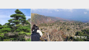 한라산 구상나무 집단 고사… 병해충 연구해 원인 찾는다