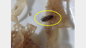 “음식서 벌레” 항의하자…사장 “반 이상 먹었잖아” 환불 거부 배짱