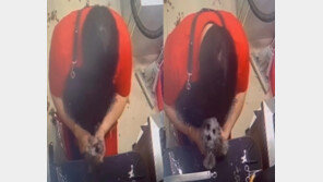 발버둥 치다 축 늘어진 개…빨래 짜듯 목 비튼 애견미용사 [영상]