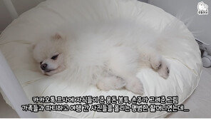 200만 유튜버 루퐁이네 “평범한 할머니에 전세 사기 당해”