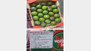 ‘이런 아보카도’ 먹으면 안돼요…식약처 “잔류농약 초과”