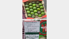 아보카도서 기준치 200배 농약…콜롬비아산 판매 중단 