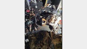 아파트서 에탄올 화로 켜놓고 ‘불멍’ 즐기다가…1명 화상·수십명 대피