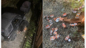 ‘꺼억’…민가 침입해 탄산음료 69캔 원샷한 캐나다 곰