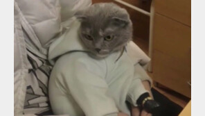 아기 겉싸개 열었더니 고양이가…러시아 황당한 ‘마약밀매’ 수법