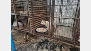 “전기 쇠꼬챙이로 개 도살” 파주 육견농장 현장 적발