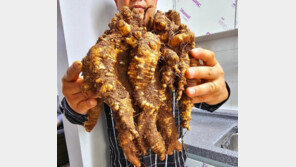 지리산서 100년 묵은 더덕 발견…“무게 1.78㎏ 초대형”