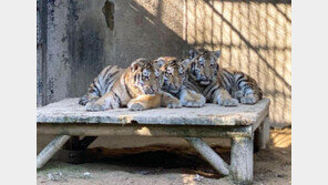 시베리아 호랑이 ‘삼둥이’ 내일 첫돌…소고기 케이크·돌잡이상 눈길
