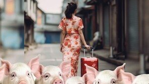 남친 병원 입원하자 사라진 여친…돼지 30마리와 감쪽같이 증발