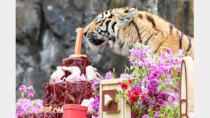 ‘멸종위기 1급’ 시베리아 호랑이 삼둥이의 특별한 돌잔치