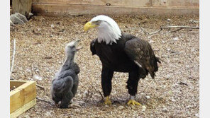 ‘돌멩이’ 품던 수컷 독수리…새끼 독수리 들어오자 한 일은? [영상]