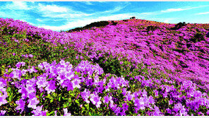 “합천 황매산에서 분홍빛 철쭉 만끽하세요” 