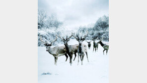 국내외 유수 논문에서 녹용의 효능을 연구하는 이유