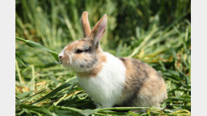 가뭄에 굶주린 토끼떼까지 습격…스페인 농부들의 고충 