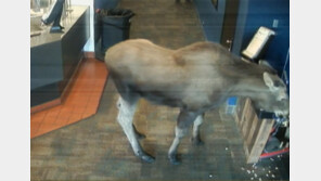 美 알래스카 영화관서 ‘팝콘 냠냠’…홀연히 사라진 거대 사슴 [영상]