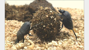 환경부 “자생종 소똥구리 국내 멸종” 