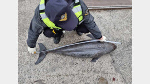 남해군 해상서 ‘웃는 고래’ 상괭이 사체 발견…“불법포획 흔적 없어”